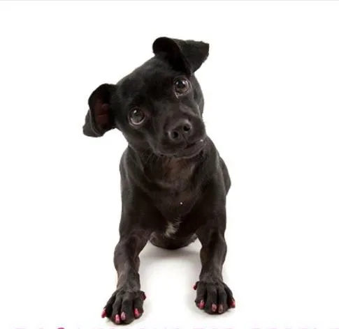 8 Ways Pets are Good for Your Health
